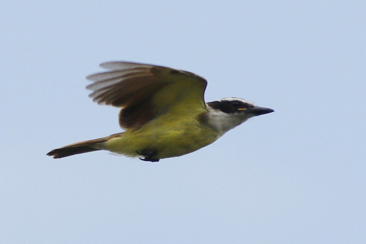Great Kiskadee - ML647484359
