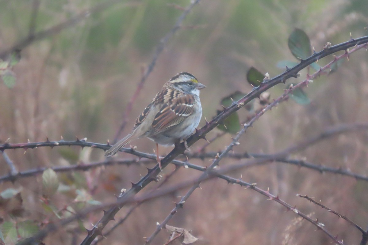 White-throated Sparrow - ML647484360