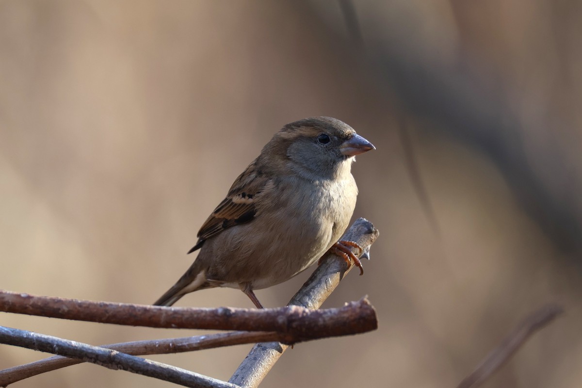 Gorrión Común - ML647484367