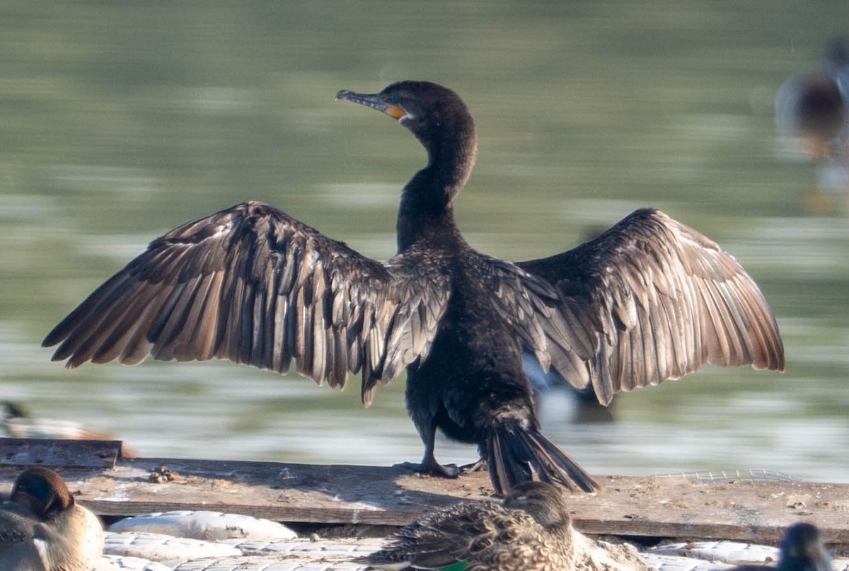 Neotropic Cormorant - ML647484374