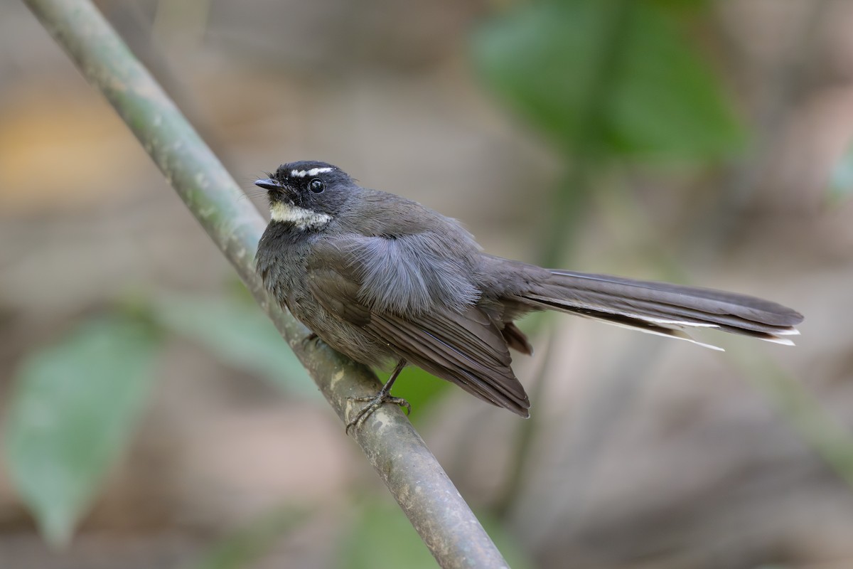 White-throated Fantail - ML647484375