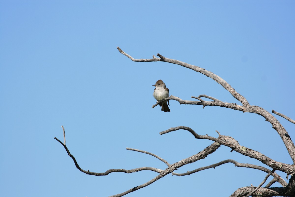 Ash-throated Flycatcher - ML647484376