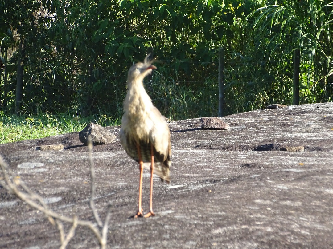 Red-legged Seriema - ML647484377