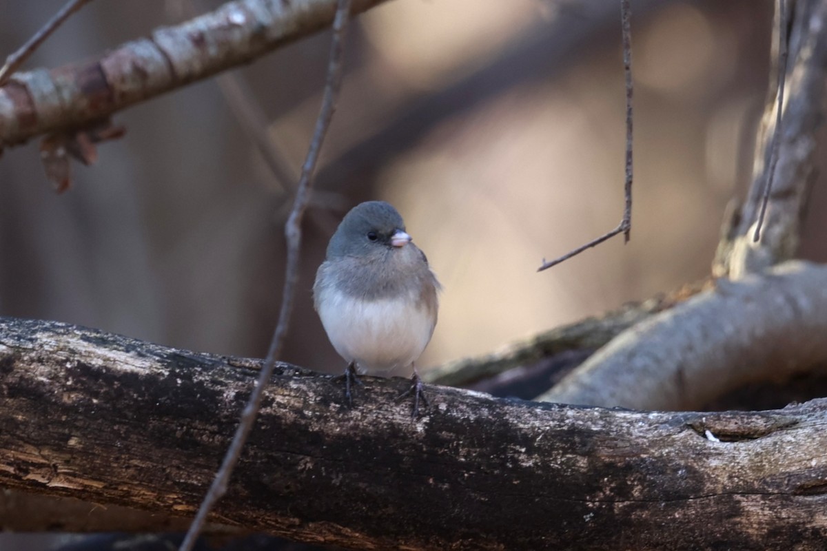 Dark-eyed Junco - ML647484378