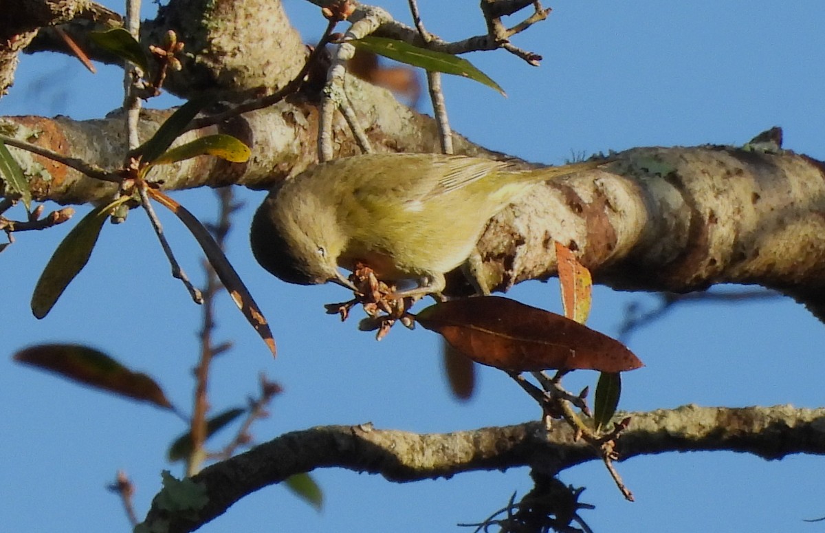 Orange-crowned Warbler - ML647484380