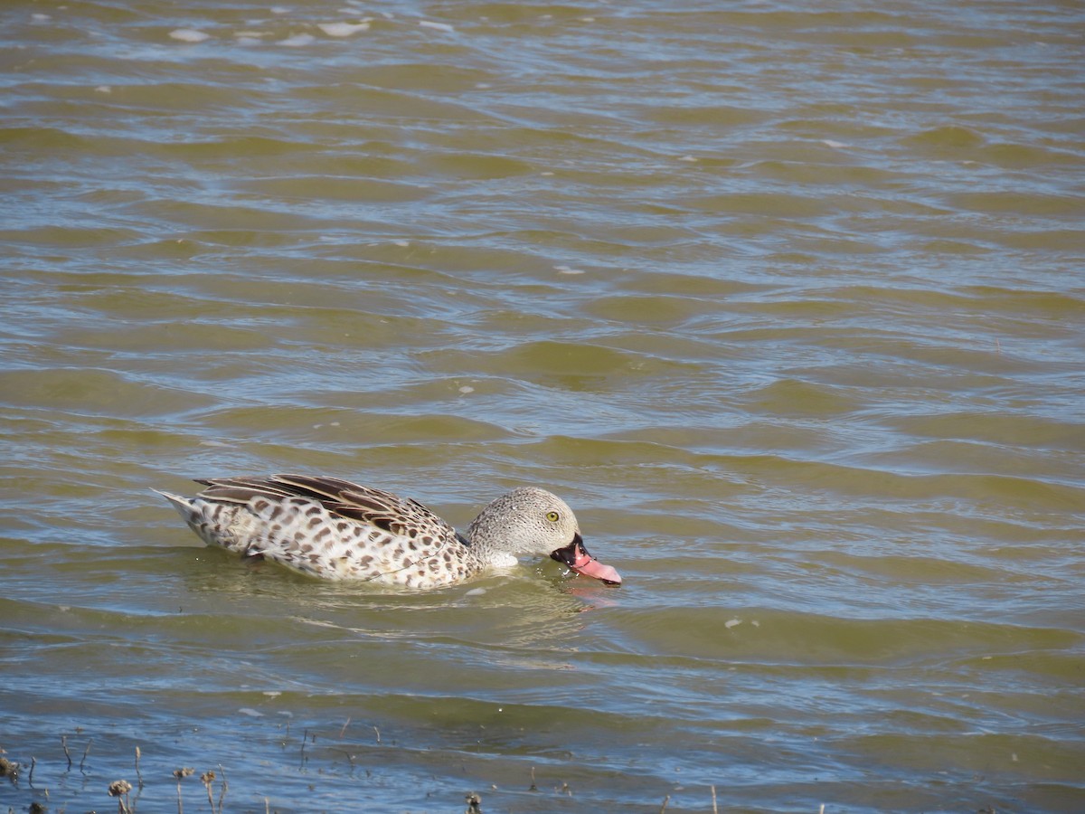 Cape Teal - ML647484381