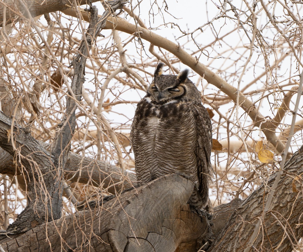 Great Horned Owl - ML647484382