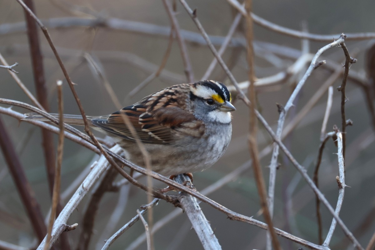 White-throated Sparrow - ML647484384
