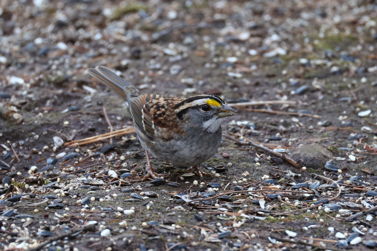 White-throated Sparrow - ML647484385
