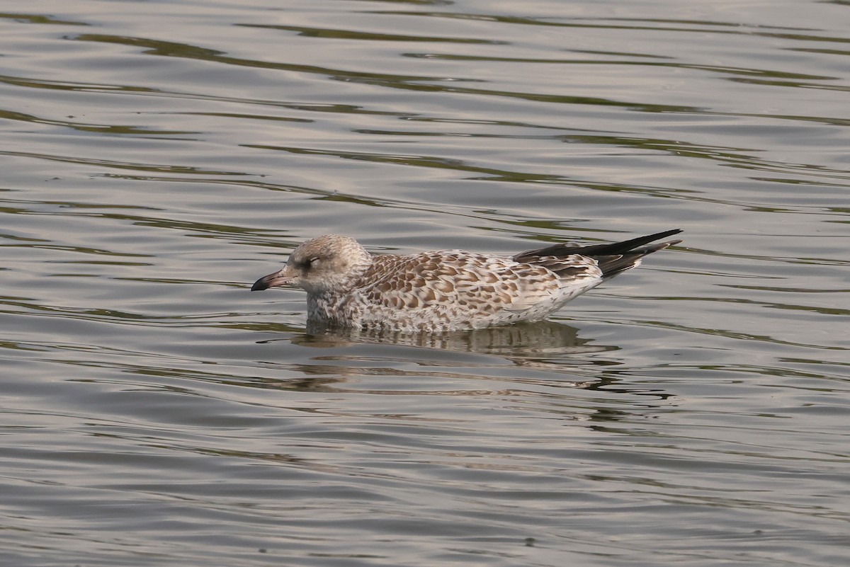 Ring-billed Gull - ML647484386