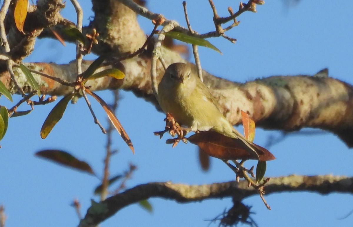 Orange-crowned Warbler - ML647484387