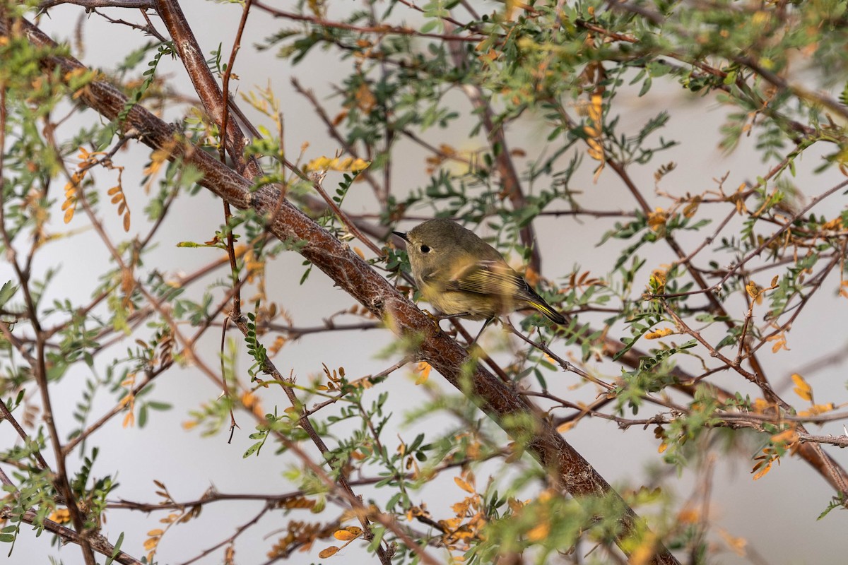 Ruby-crowned Kinglet - ML647484388