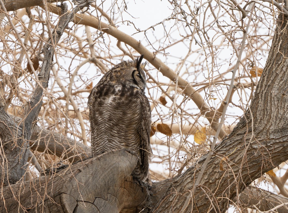 Great Horned Owl - ML647484390