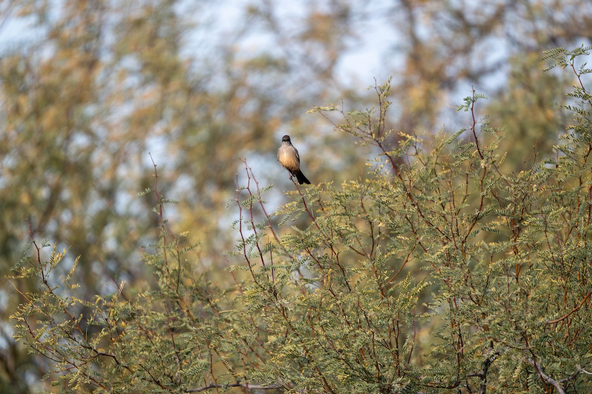 Say's Phoebe - ML647484391