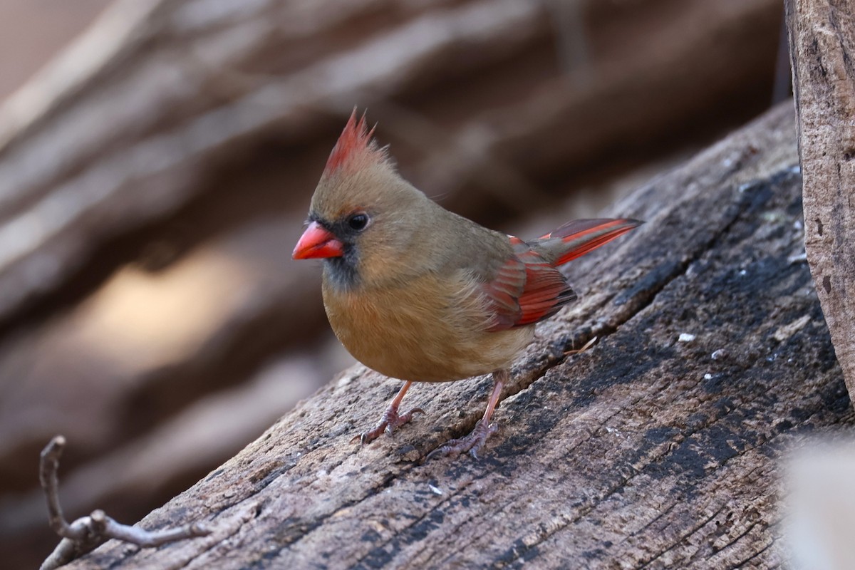 Northern Cardinal - ML647484392