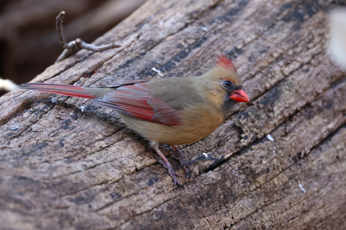 Northern Cardinal - ML647484393