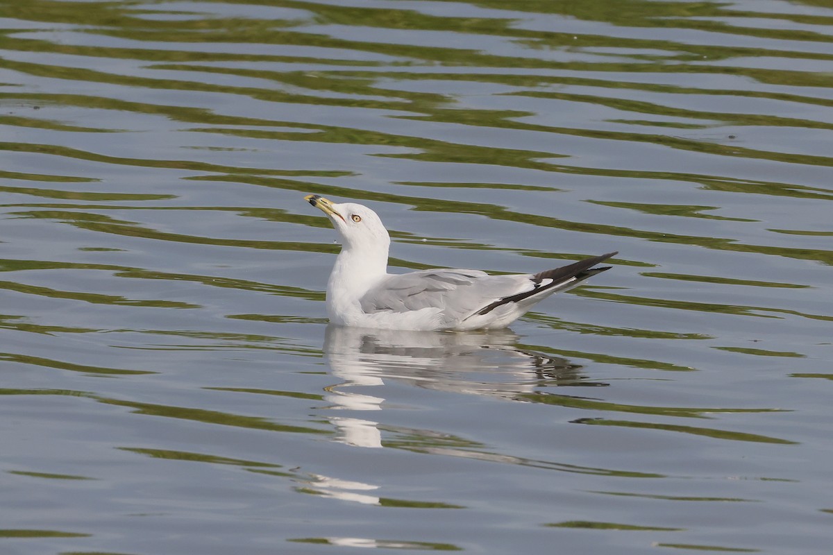 Ring-billed Gull - ML647484394