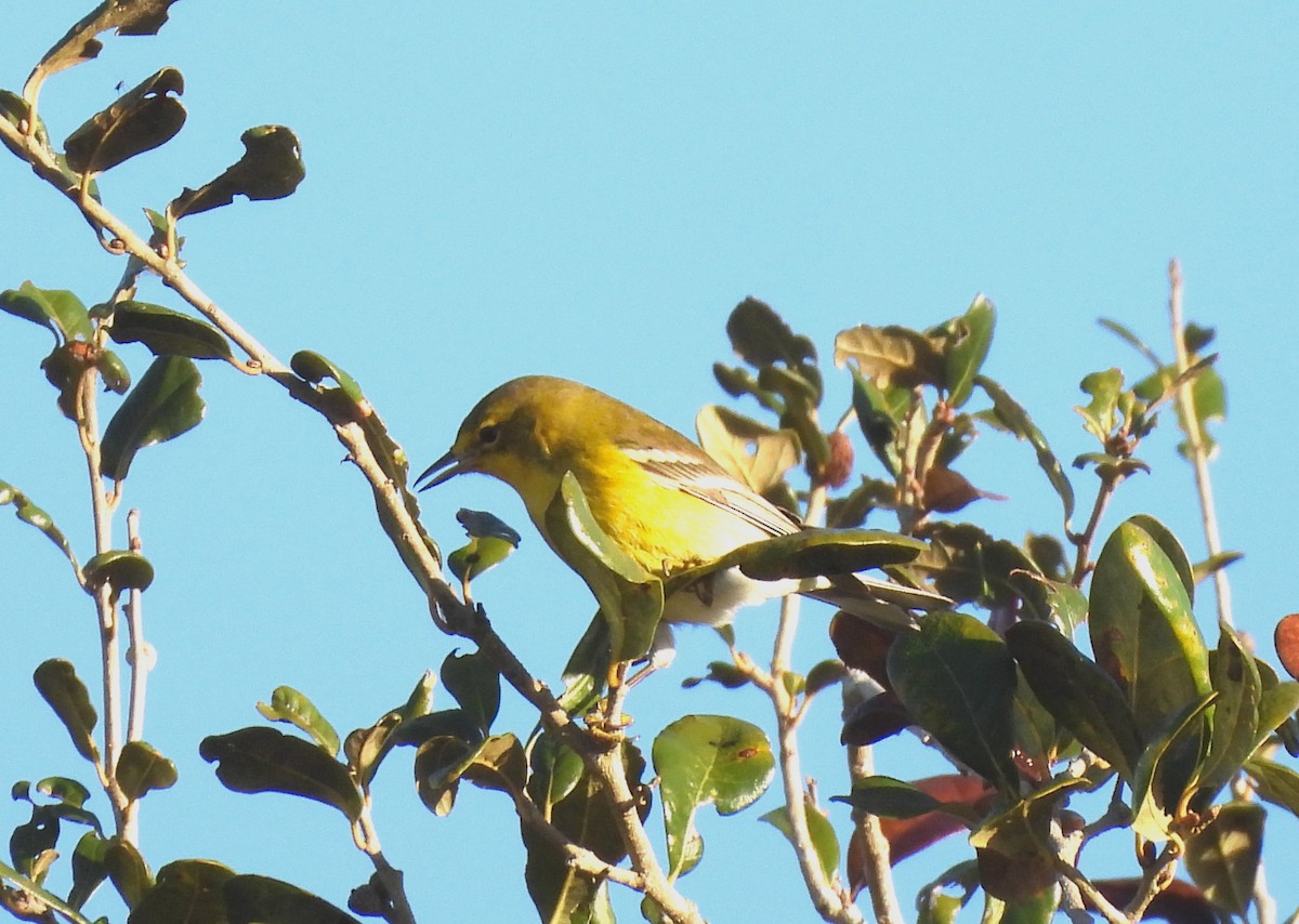 Pine Warbler - ML647484395