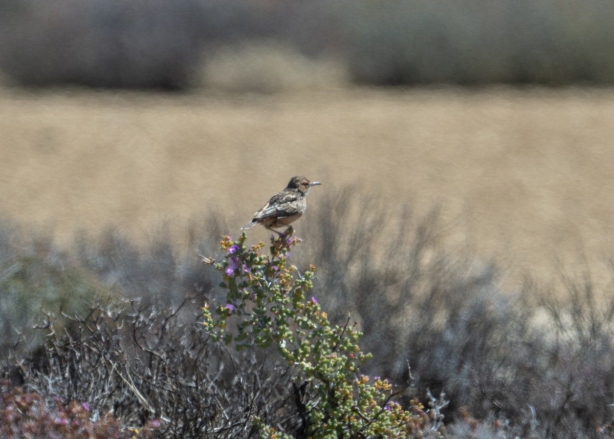 Spike-heeled Lark - ML647484396