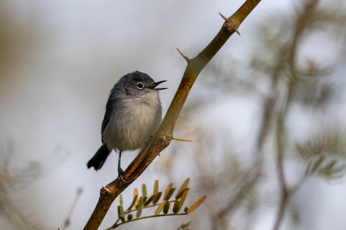 Black-tailed Gnatcatcher - ML647484397