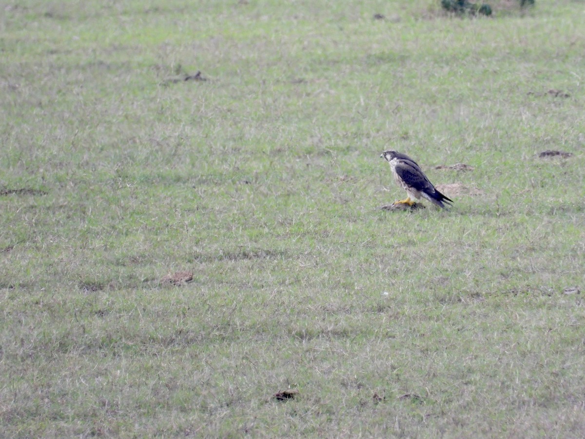 遊隼 - ML647484398