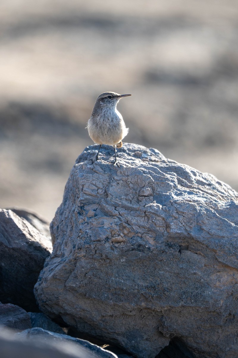Rock Wren - ML647484400
