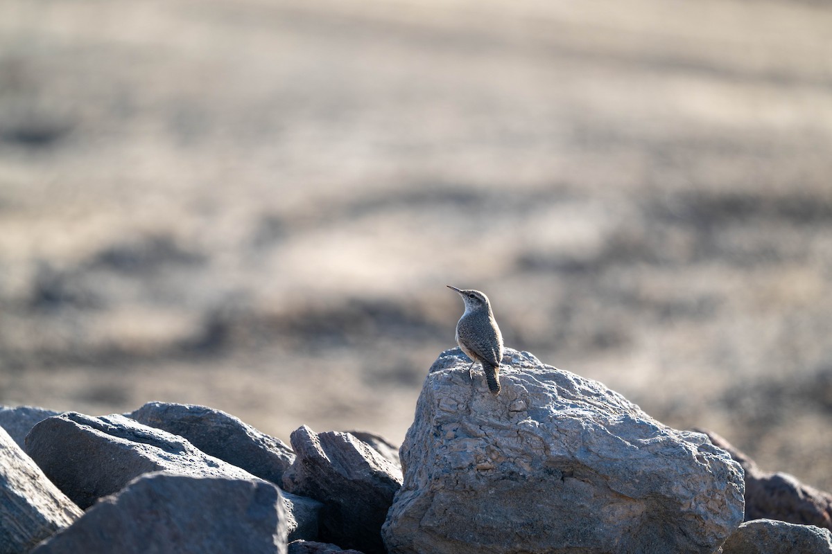 Rock Wren - ML647484401
