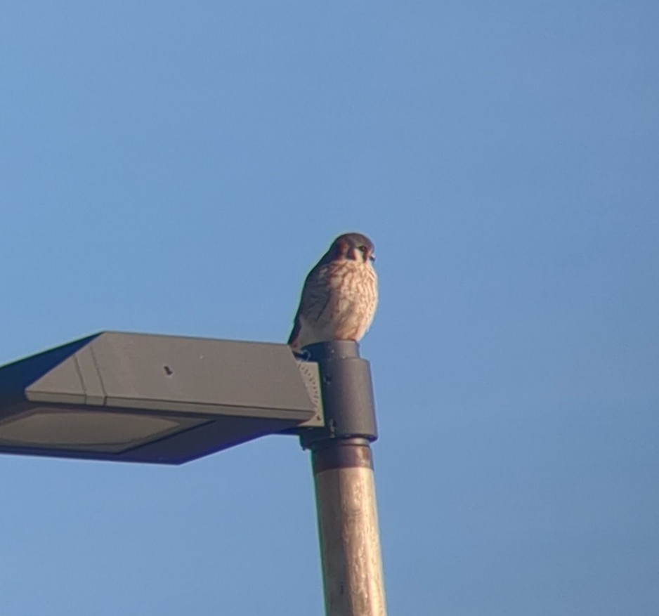 American Kestrel - ML647484402