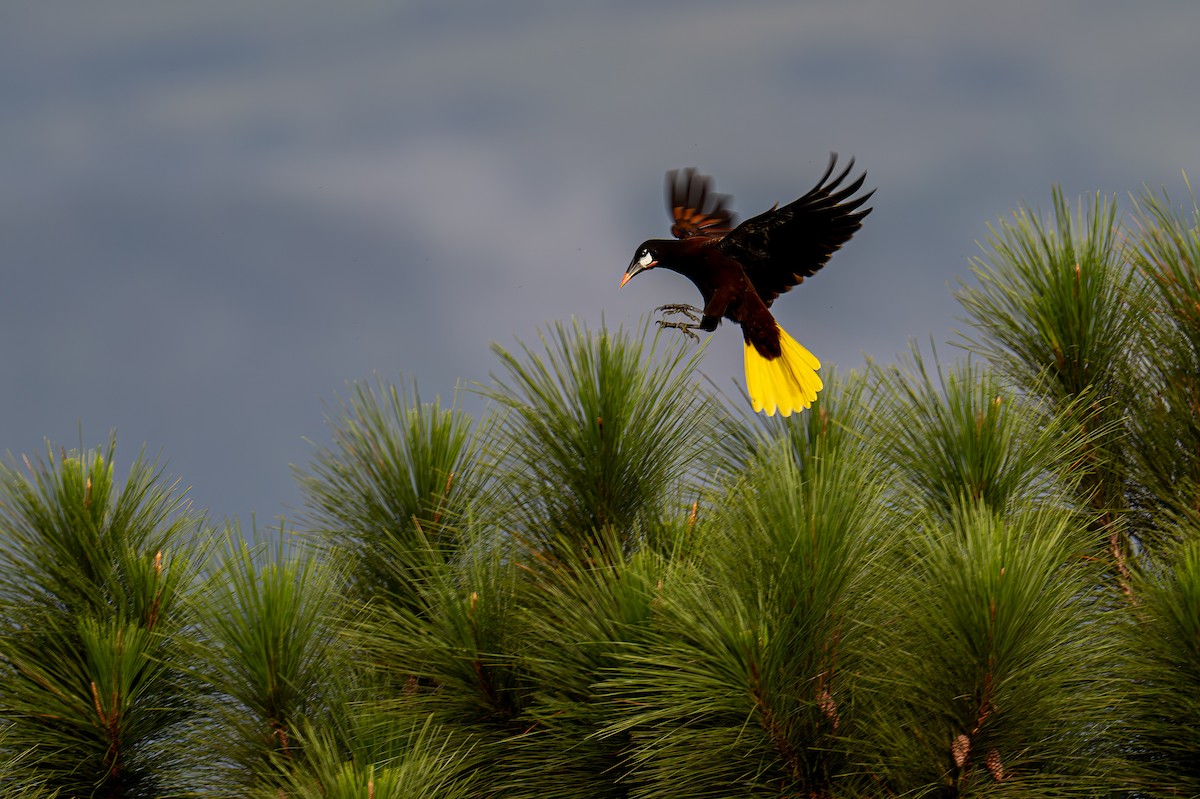 Montezuma Oropendola - ML647484415