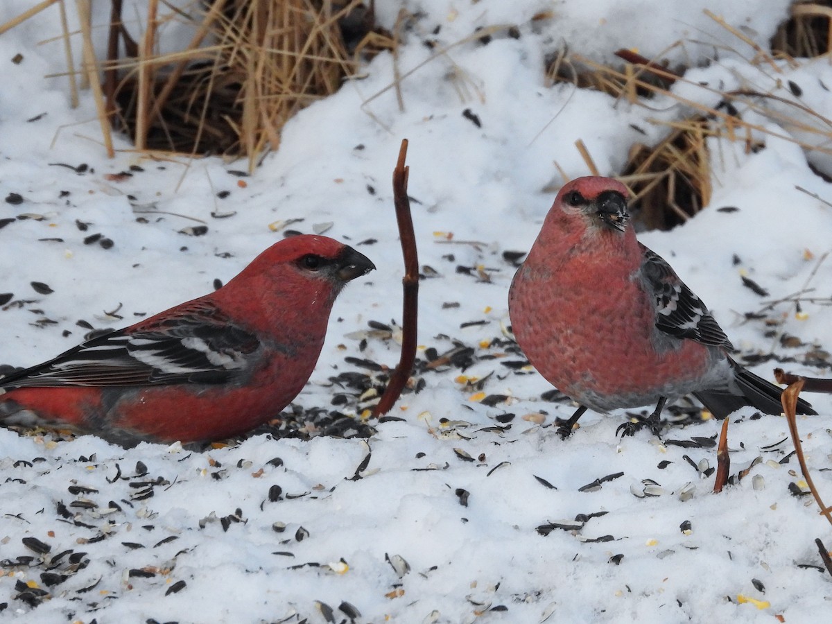 Hakengimpel - ML647484423