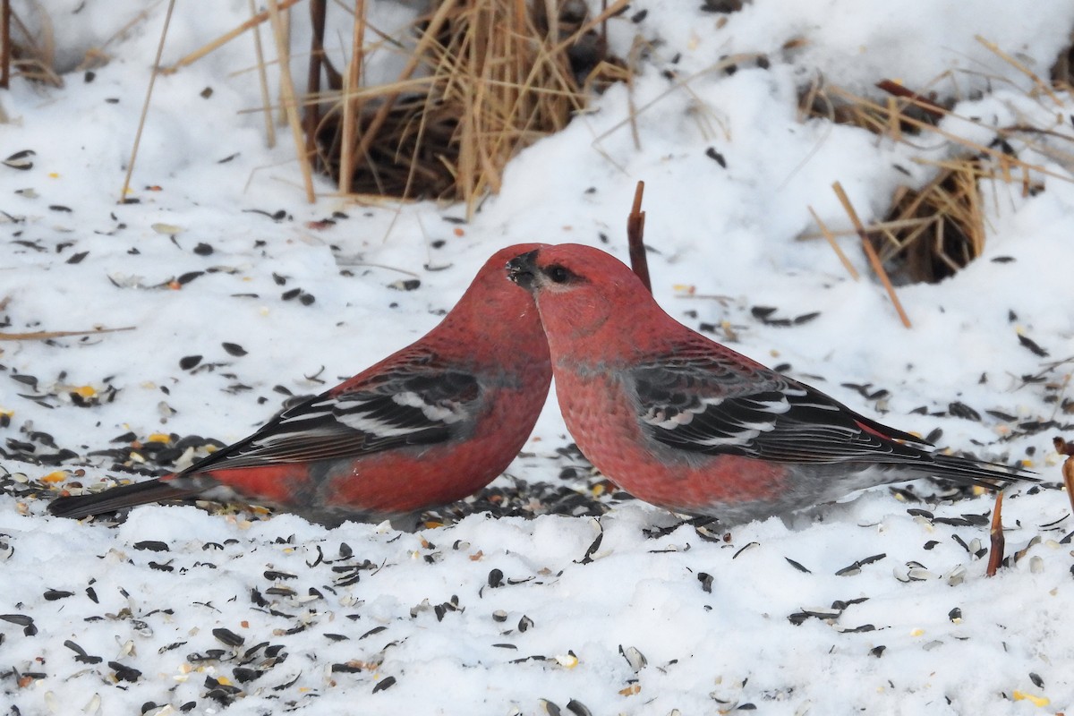 Hakengimpel - ML647484425