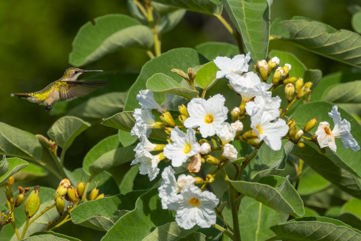 Ruby-throated Hummingbird - ML647484439