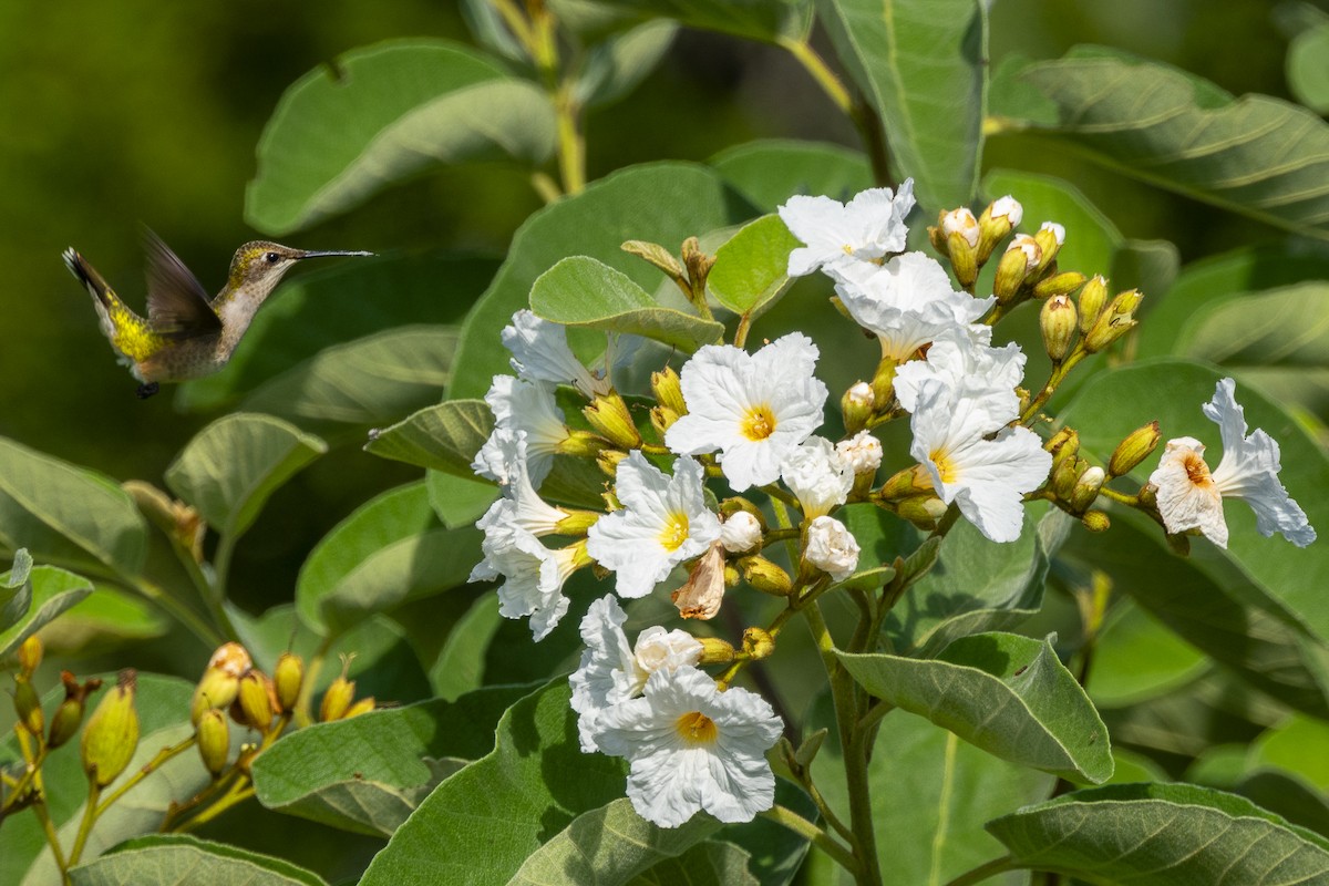 Ruby-throated Hummingbird - ML647484440