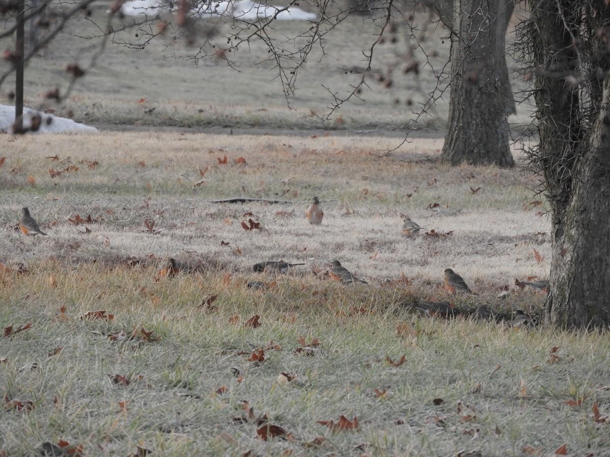 American Robin - ML647484447