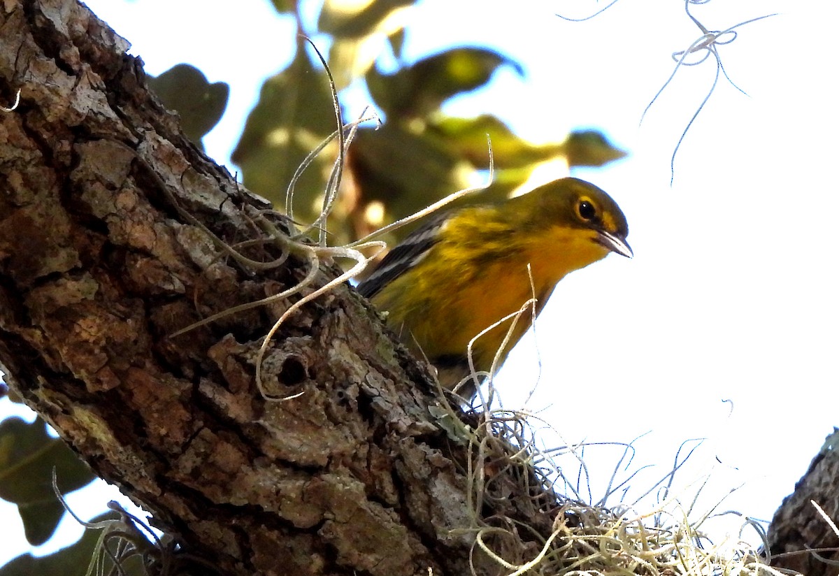 Сосновая древесница - ML647484448