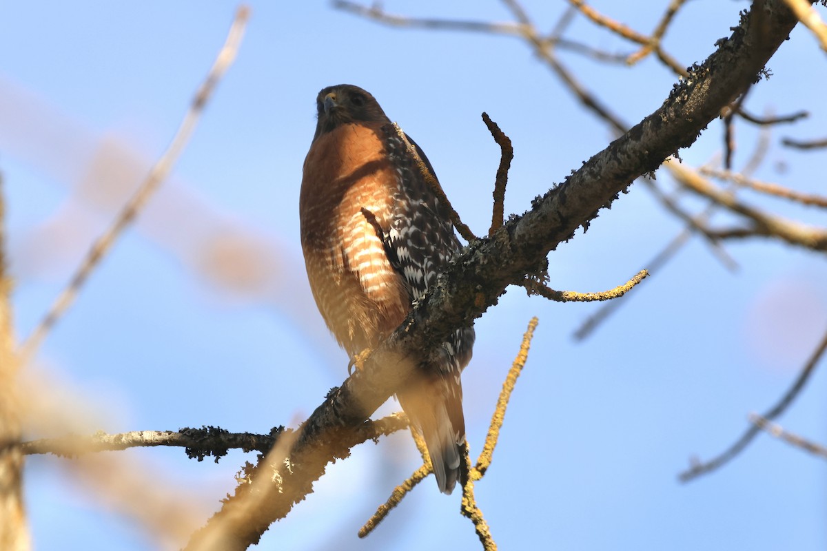 káně páskovaná - ML647484458