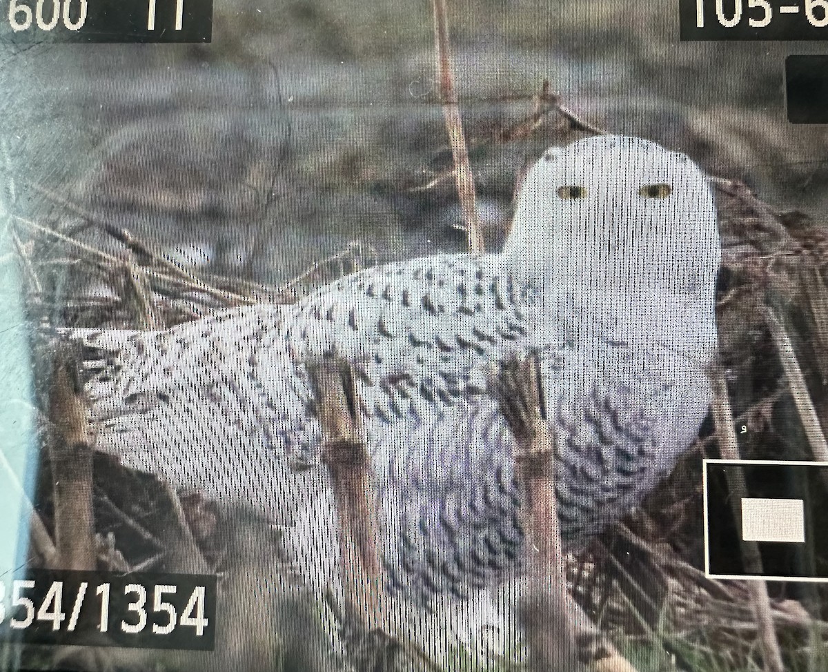 Snowy Owl - ML647484481