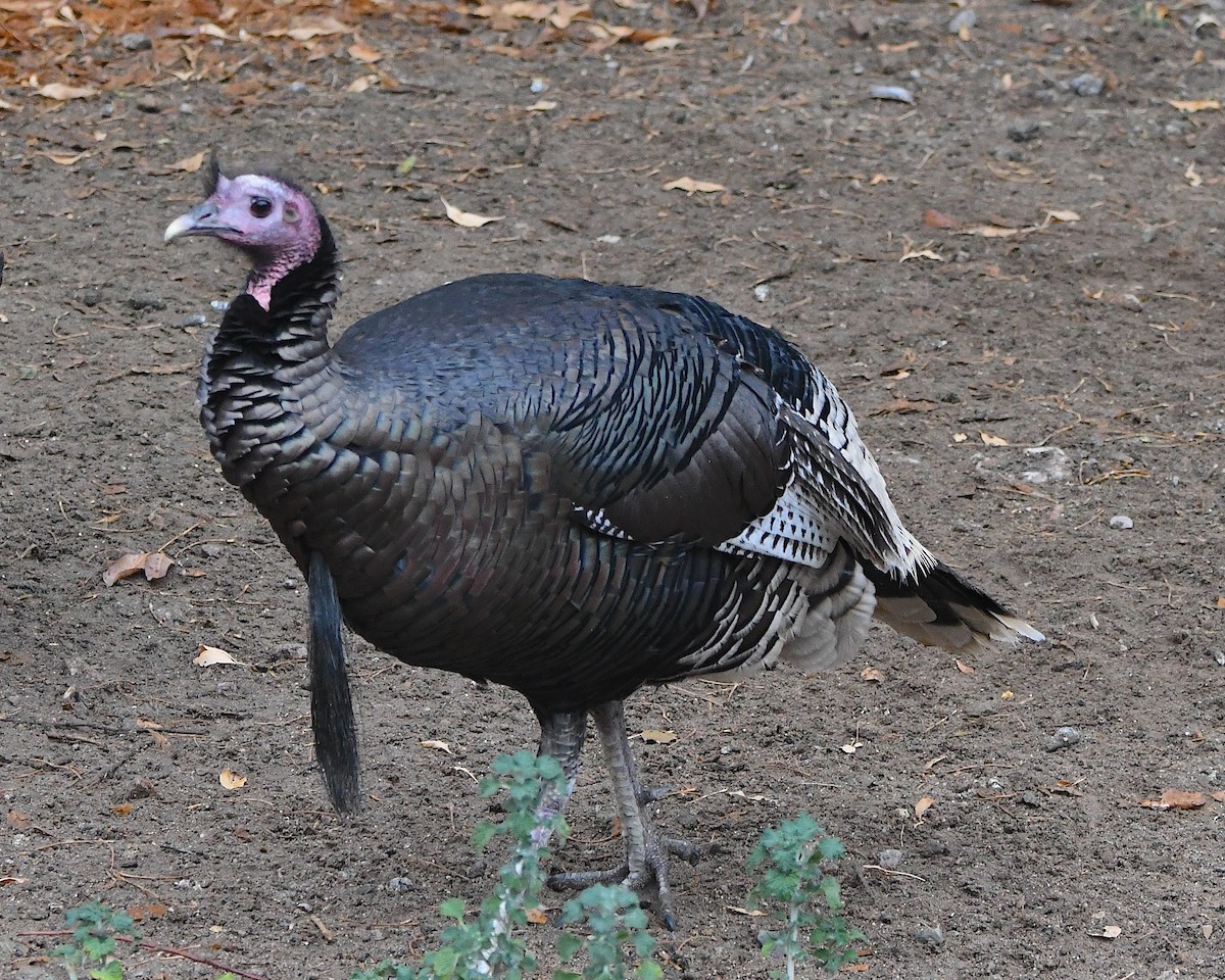 シチメンチョウ - ML647484530