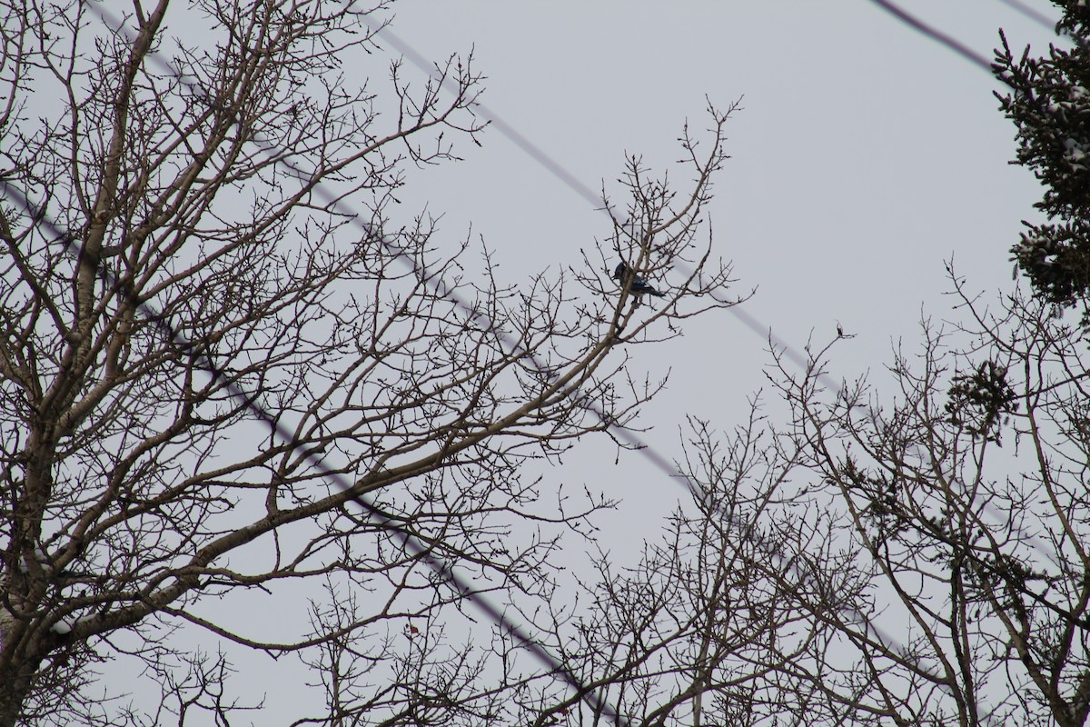 Blue Jay - ML647484545