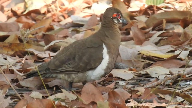 Краснолицый бронзовокрыл - ML647484548