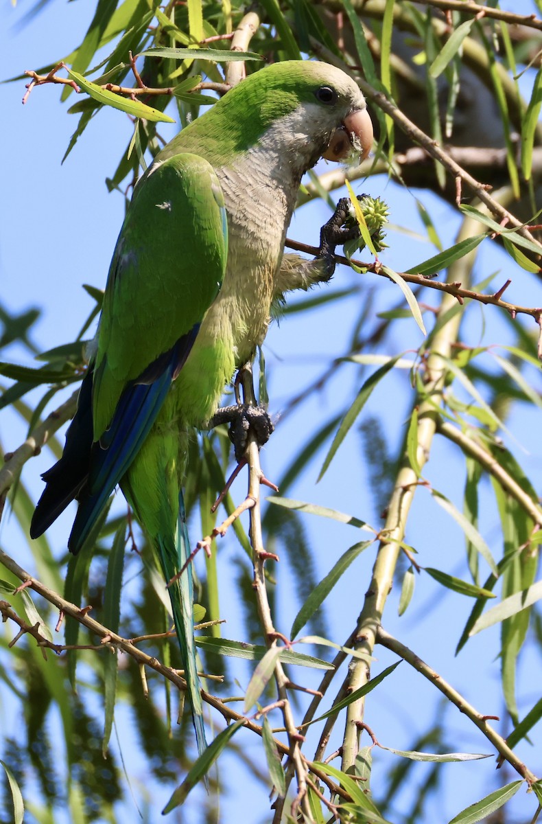 Mönchssittich - ML647484552