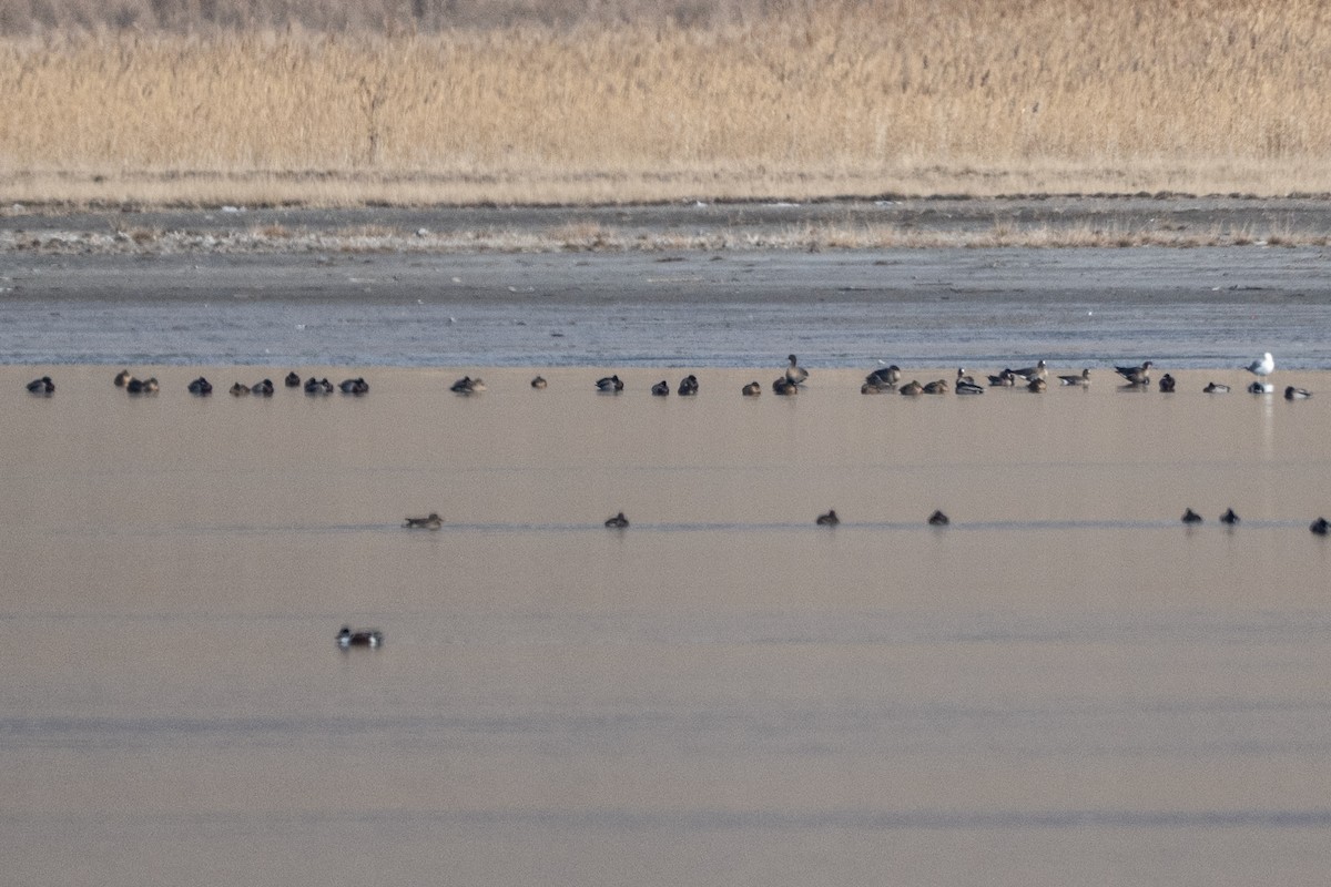 Гуска мала - ML647484553