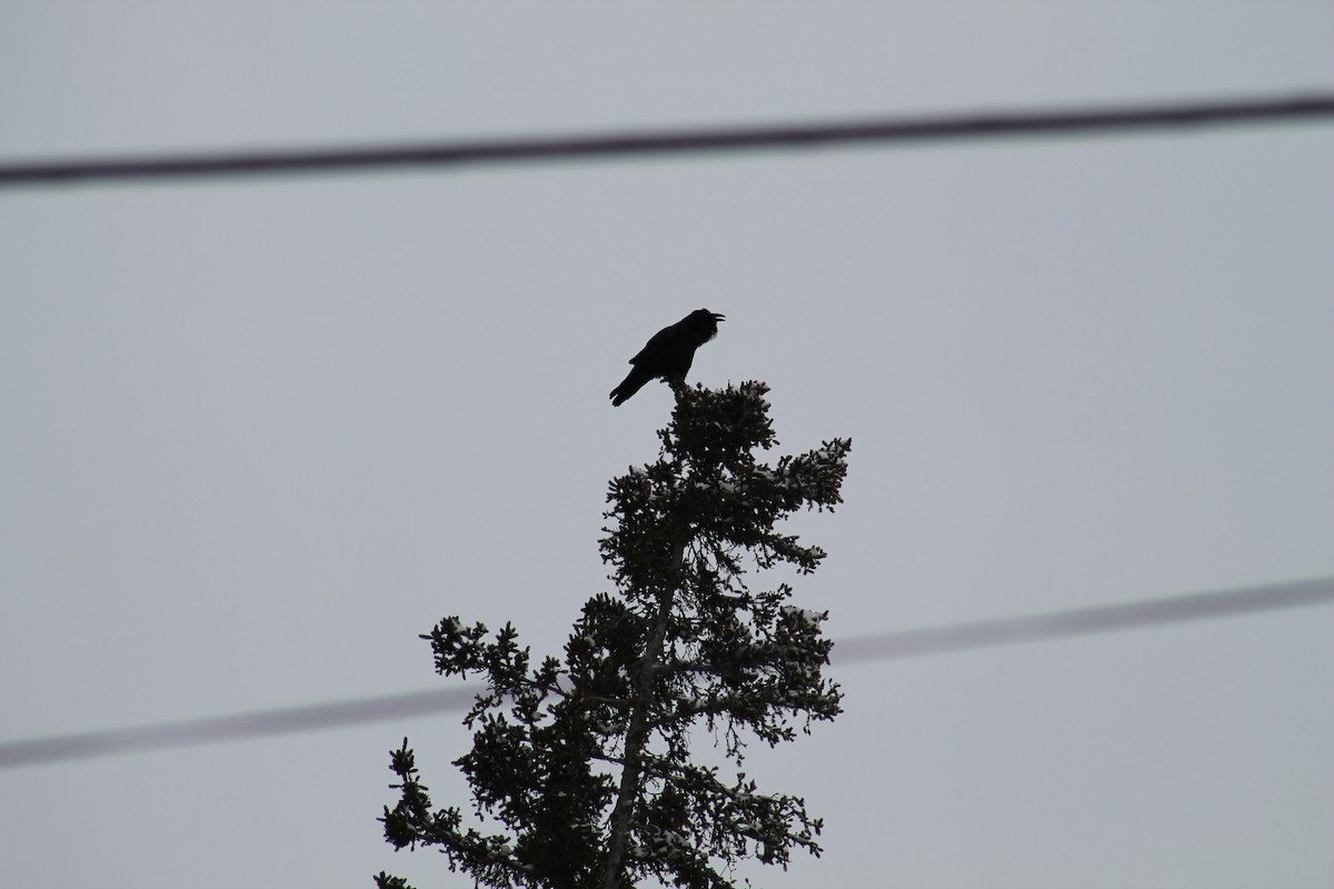 עורב שחור - ML647484554