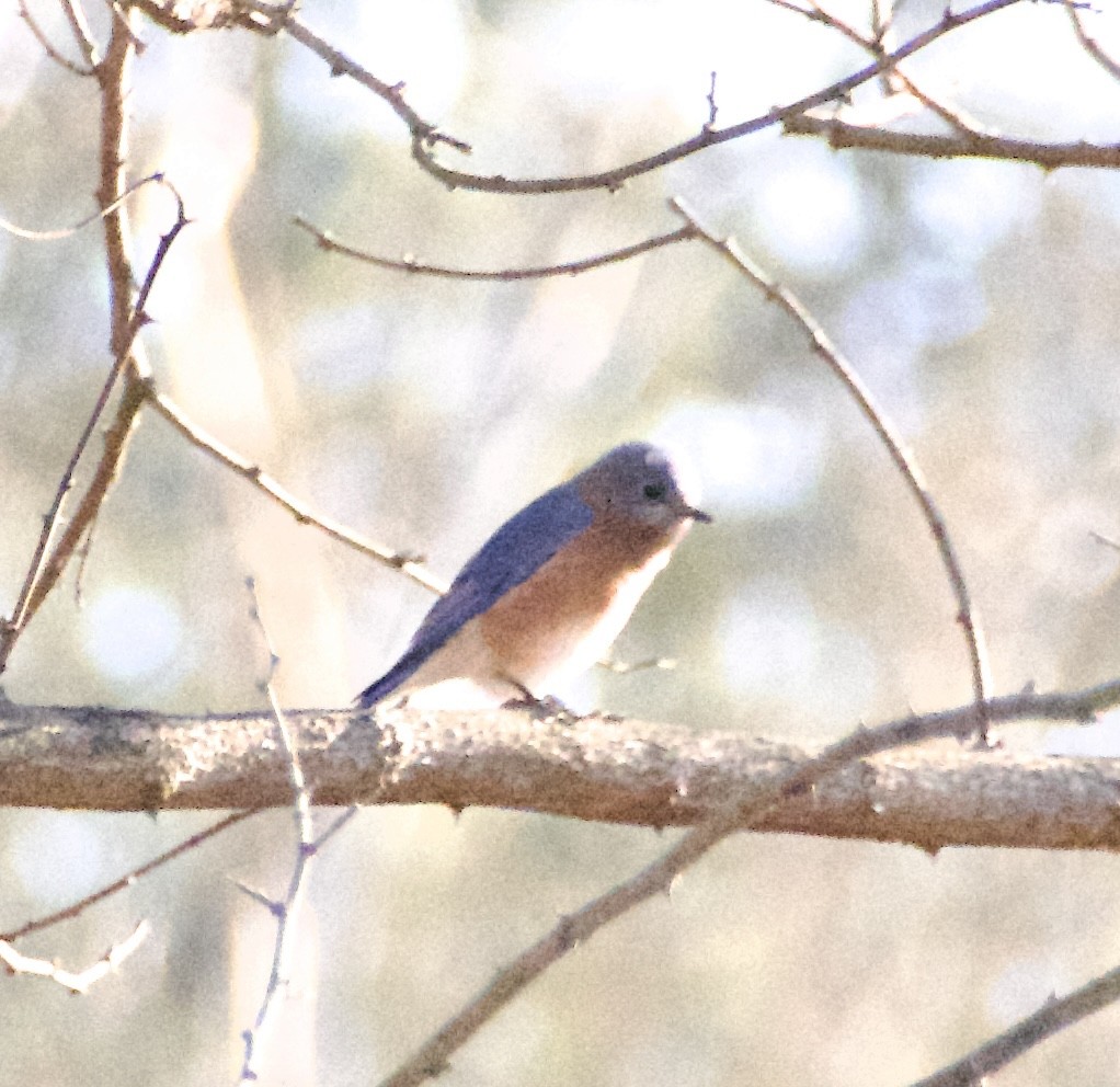 Eastern Bluebird - ML647484563