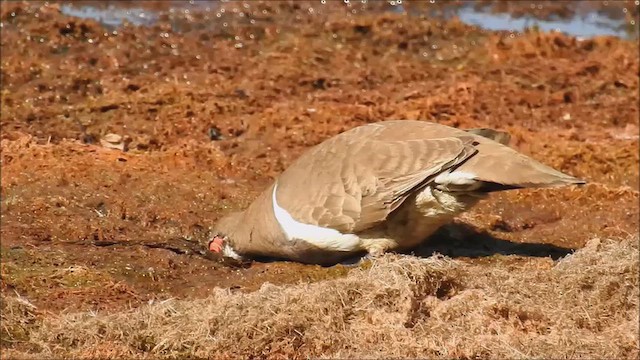 Краснолицый бронзовокрыл - ML647484571