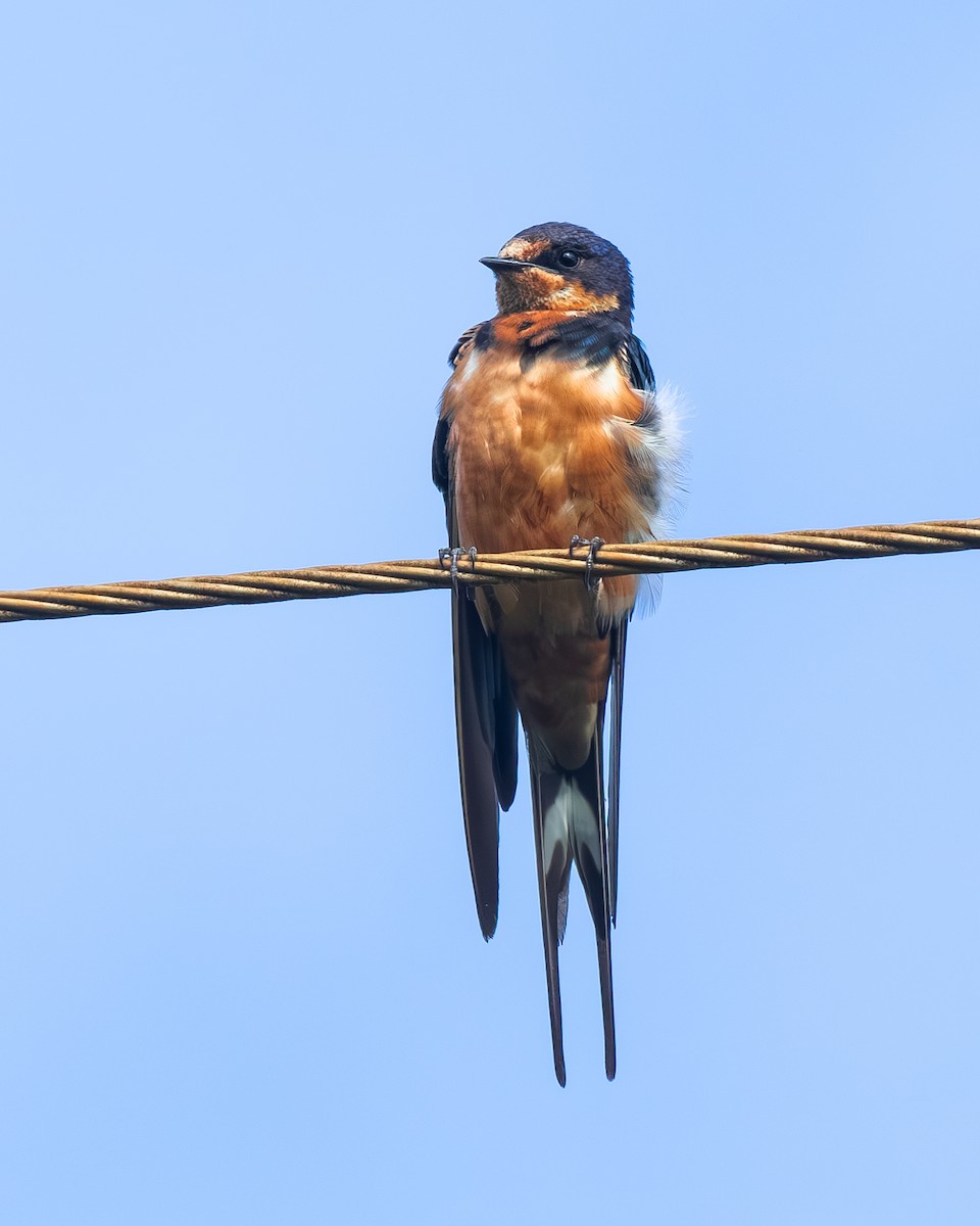 vlaštovka obecná - ML647484590