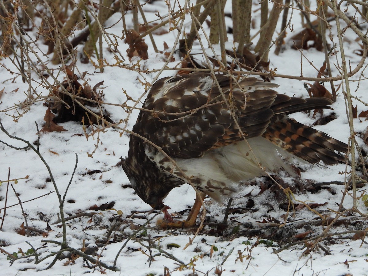 káně páskovaná - ML647484595