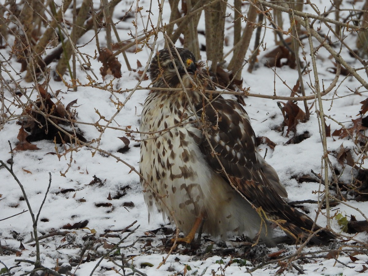 káně páskovaná - ML647484596