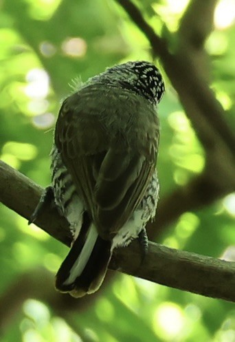 White-barred Piculet - ML647484600