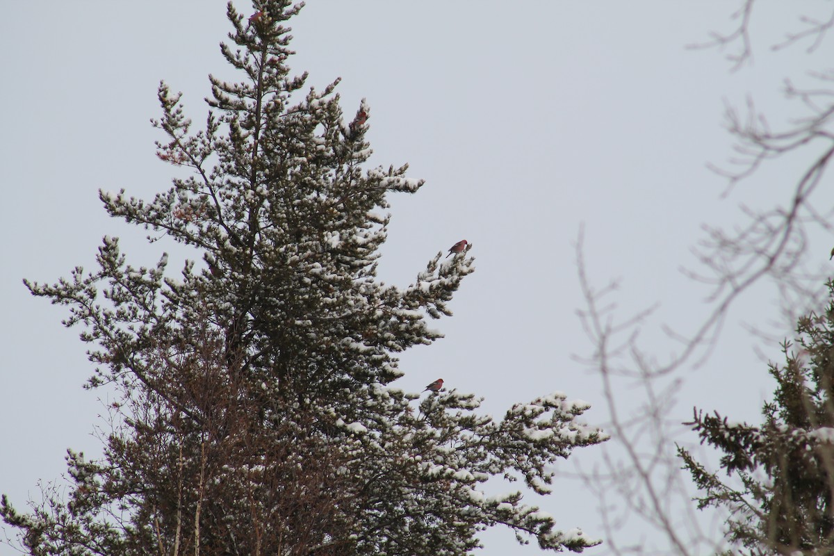 Hakengimpel - ML647484604